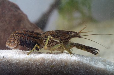 Marbled crayfish,  Procambarus fallax forma virginalis clipart