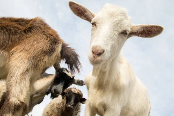 Lustige Ziegen und Schafe auf dem Bauernhof — Stockfoto
