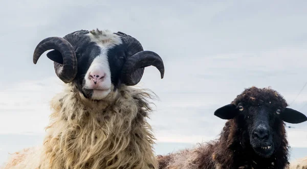 Retrato de ovejas divertidas y carnero — Foto de Stock