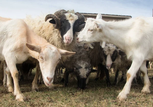 牲畜、绵羊和山羊群 — 图库照片