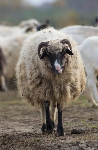 Porträtt av roliga får — Stockfoto