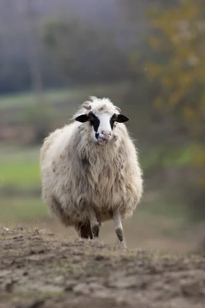 Ritratto di simpatiche pecore al pascolo — Foto Stock