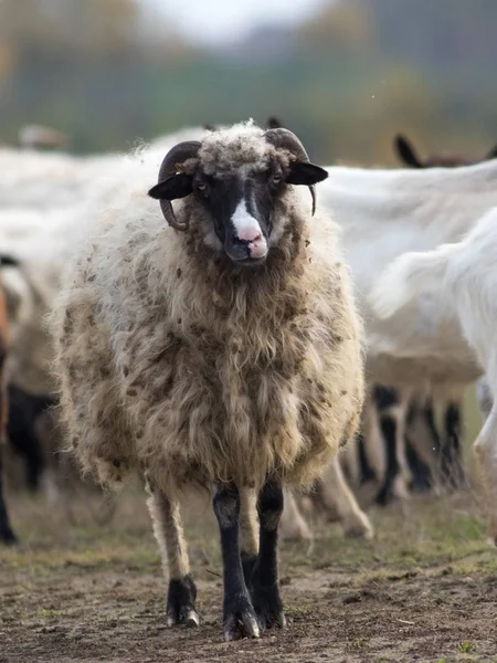 Портрет смішних овець на пасовищі — стокове фото