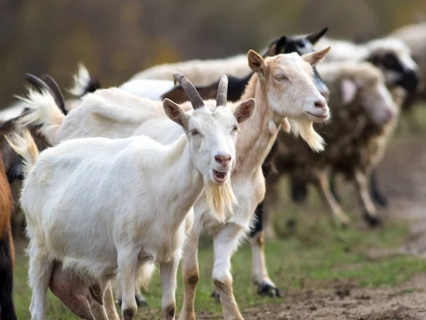 Слышали о козах и стаде овец — стоковое фото