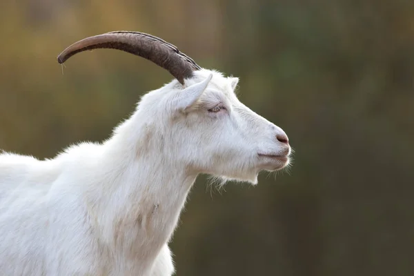 White horned funny capricorn with beard — Stock Photo, Image