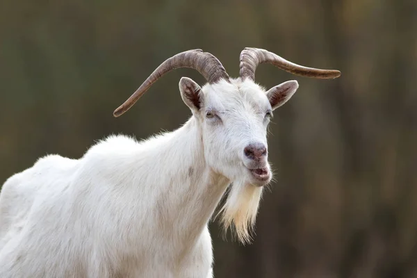 Sakallı, beyaz boynuzlu komik keçi — Stok fotoğraf