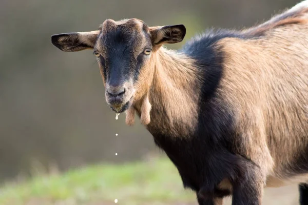 Portrait de chèvre brune sur le lieu d'arrosage — Photo