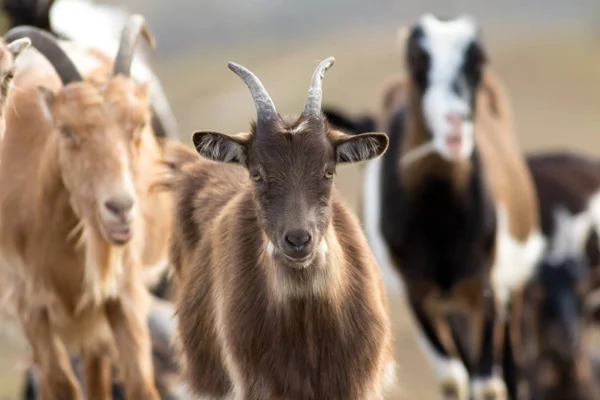 Troupeau de chèvres amusantes sur le pâturage — Photo