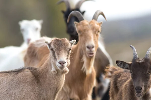 Komik yüzlü keçi sürüsü — Stok fotoğraf