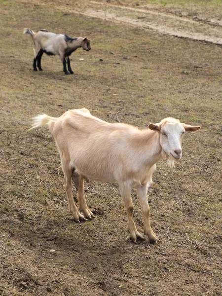 Dwie brązowe kozy na pastwisku — Zdjęcie stockowe