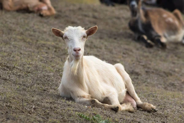 Weiße Ziege rastet aus — Stockfoto