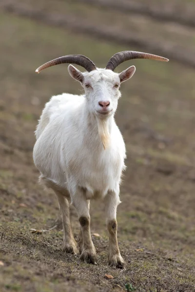 Weiße gehörnte lustige Steinbock mit Bart — Stockfoto