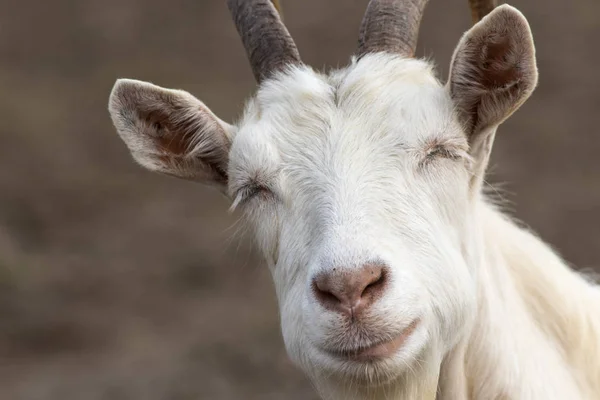 Porträt einer verschlafenen Ziege — Stockfoto