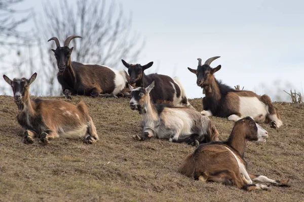 Heard of goats is resting — Stockfoto