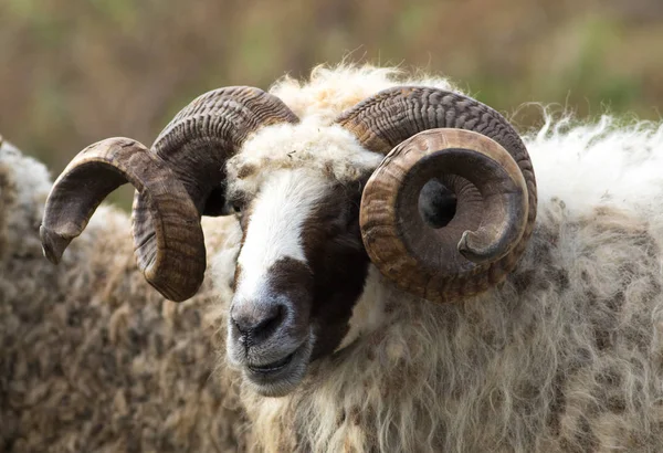 Retrato de carnero o tup con cuernos grandes — Foto de Stock