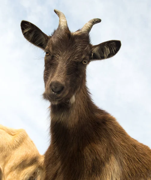 Portrait de chèvre drôle brun cornu — Photo