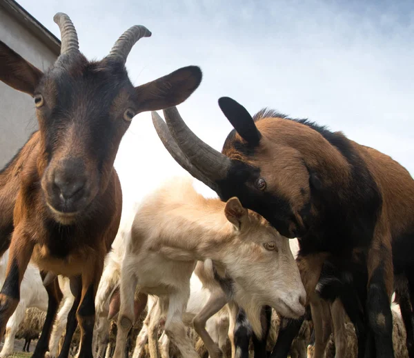 He oído hablar de cabras graciosas —  Fotos de Stock