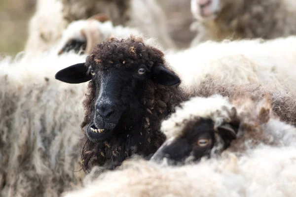Sürüdeki komik koyunların portresi — Stok fotoğraf