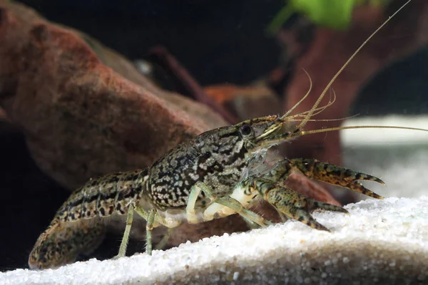 Akvaryum hayvanı marmorkrebs, Procambarus fallax forma virginalis in