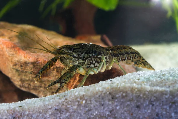Haşere mermer kerevit, Procambarus fallax forma virginalis in th