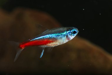 Neon tetra Paracheirodon innesi tatlı su balığı 
