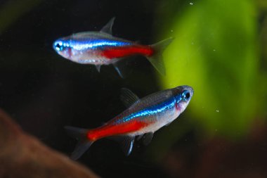 İki Neon tetra Paracheirodon innesi akvaryum balığı 