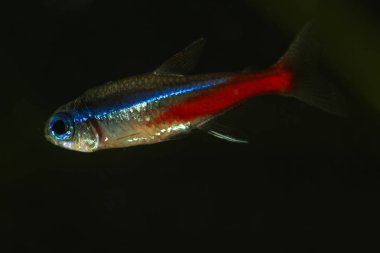 Siyah üzerinde neon tetra paracheirodon innesi balığı 