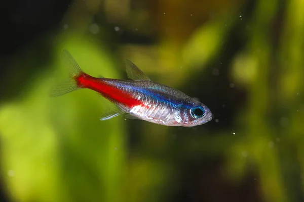 Neon tetra Paracheirodon innesi akwarium ryb — Zdjęcie stockowe