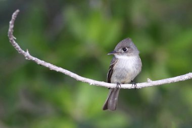 Küba Pewee endemik kuşu (Contopus caribaeus)