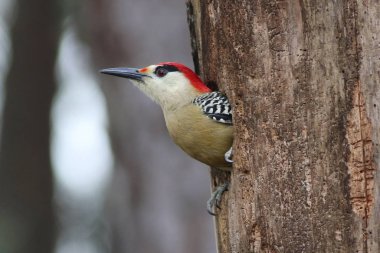 West Indian Woodpecker Melanerpes superciliaris, bird on the nes clipart