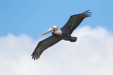 Brown pelican, Pelecanus occidentalis bird on flight