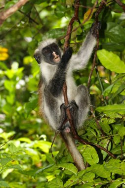 Rare endangered red colobus monkey (Piliocolobus kirkii) in Joza