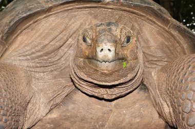 Giant seychelles turtle Aldabrachelys gigantea