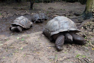 Endangered Giant seychelles turtle Aldabrachelys gigantea