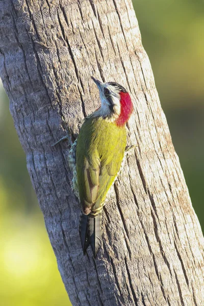 Pájaro carpintero verde cubano endémico, Xiphidiopicus percussus —  Fotos de Stock