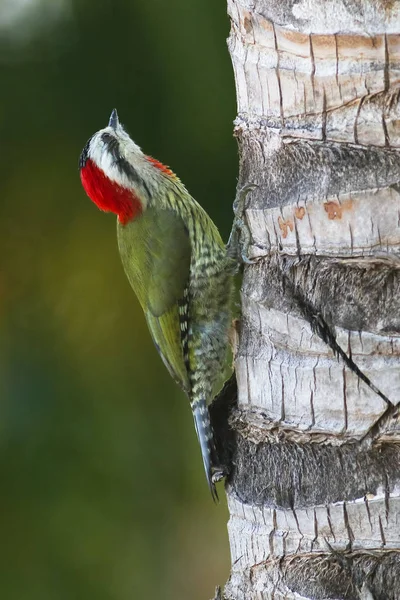 Pájaro carpintero verde cubano xiphidiopicus percussus —  Fotos de Stock