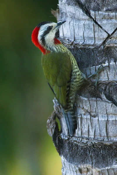 Kubanischer Grünspecht xiphidiopicus percussus auf der Palme — Stockfoto