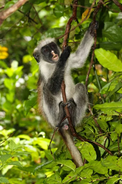 Macaco-colobo-vermelho (Piliocolobus kirkii) em risco de extinção em Joza — Fotografia de Stock