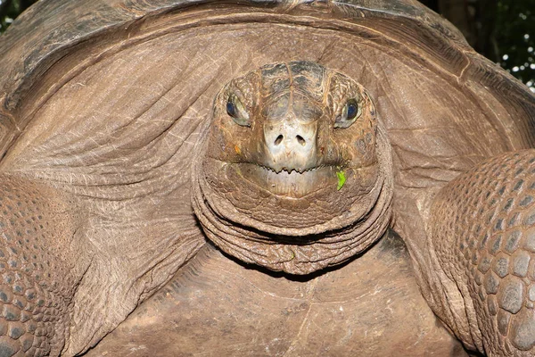 Giant seychelles turtle Aldabrachelys gigantea — Stock Photo, Image