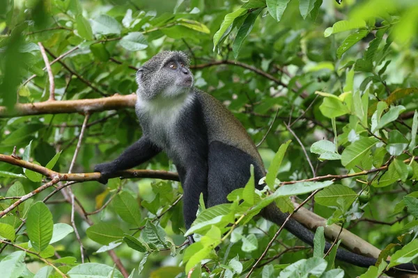 Macaco azul Cercopithecus mitis, Jozani floresta tropical Zanzibar — Fotografia de Stock