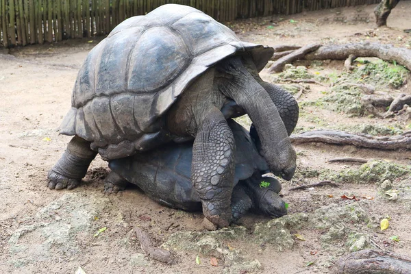 Apareamiento de tortugas gigantes de Seychelles, Aldabrachelys gigantea —  Fotos de Stock