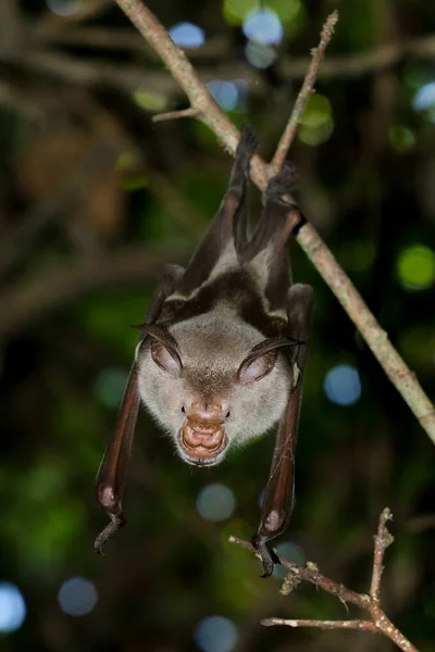 Morcego-de-nariz-listrado-africano, Macronycteris vittatus — Fotografia de Stock