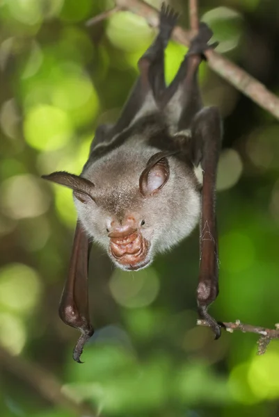 Morcego-de-nariz-listrado, Macronycteris vittatus — Fotografia de Stock