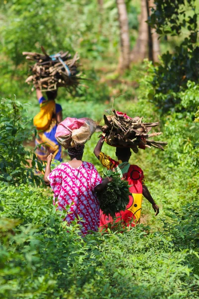 Tarditional african womans bringing trunks on head in jungle — Stockfoto