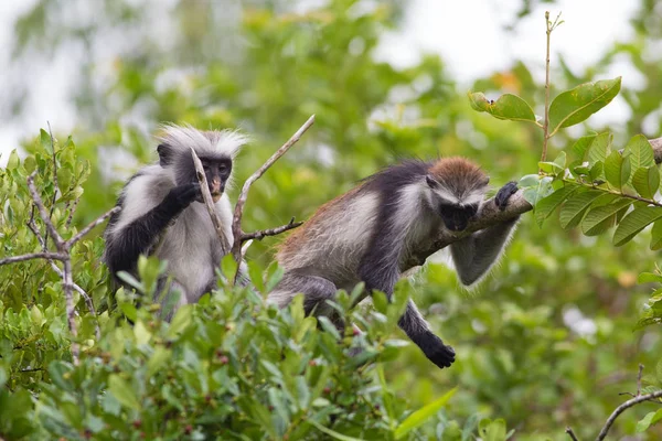 Dois macacos colobus vermelhos ameaçados de extinção (Piliocolobus kirkii) Jozani — Fotografia de Stock