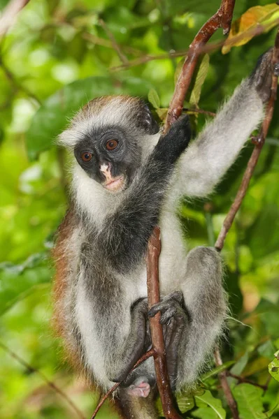 Macaco-colobo-vermelho (Piliocolobus kirkii) em perigo em Jozani ra — Fotografia de Stock
