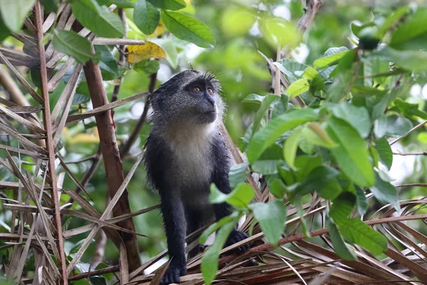 Macaco azul Cercopithecus mitis na floresta tropical Jozani Zanzibar — Fotografia de Stock