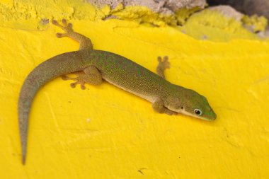 Zanzibar adasında Yeşil Gün Gecko Phelsuma dubia