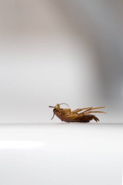 Ölü böcek, beyaz banyoda hamamböceği.