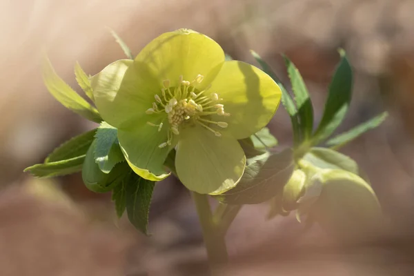 Toxic green Spring flower hellebores  Helleborus odorus